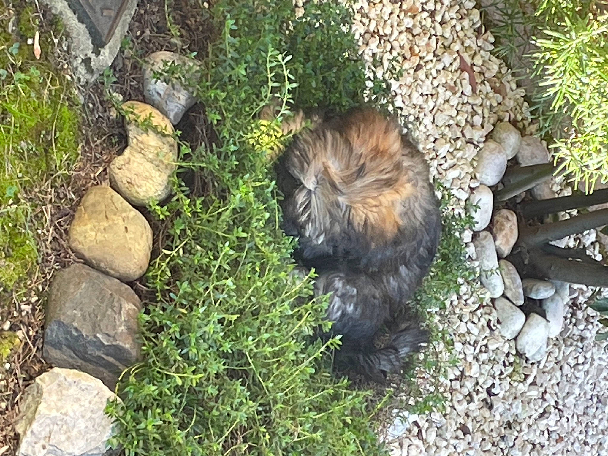 Uschka a rejoint le concours — aidez-le/la à gagner de superbes lots ! camouflage, conifer, fur, garden, grass, groundcover, landscape, non_vascular_land_plant, plant, rock, rodent, shrub, soil, tail, terrestrial_animal, terrestrial_plant, tree_stump, trunk, wildlife, wood