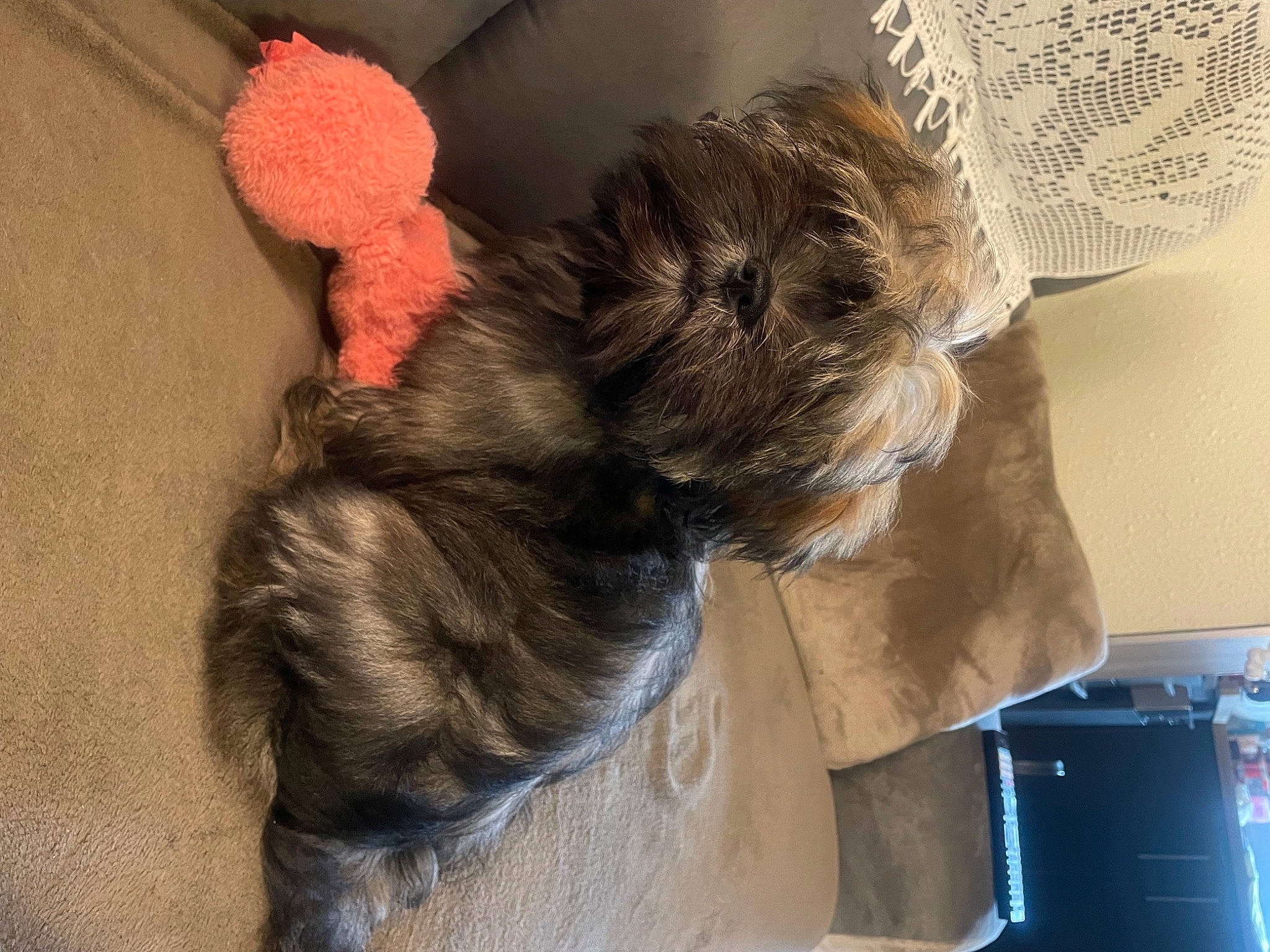 Uschka participe au concours pour gagner de l'argent avec cette photo : carnivore, comfort, companion_dog, dog, dog_breed, dog_supply, fawn, felidae, fur, liver, pet_supply, small_terrier, snout, sporting_group, tail, terrier, toy, toy_dog, whiskers, working_animal