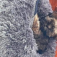 Uschka a rejoint le concours — aidez-le/la à gagner de superbes lots ! art, canidae, carnivore, companion_dog, dog, dog_breed, dog_supply, electric_blue, fur, liver, natural_material, painting, pattern, porcupine, rectangle, small_terrier, sporting_group, tail, terrier, water_dog