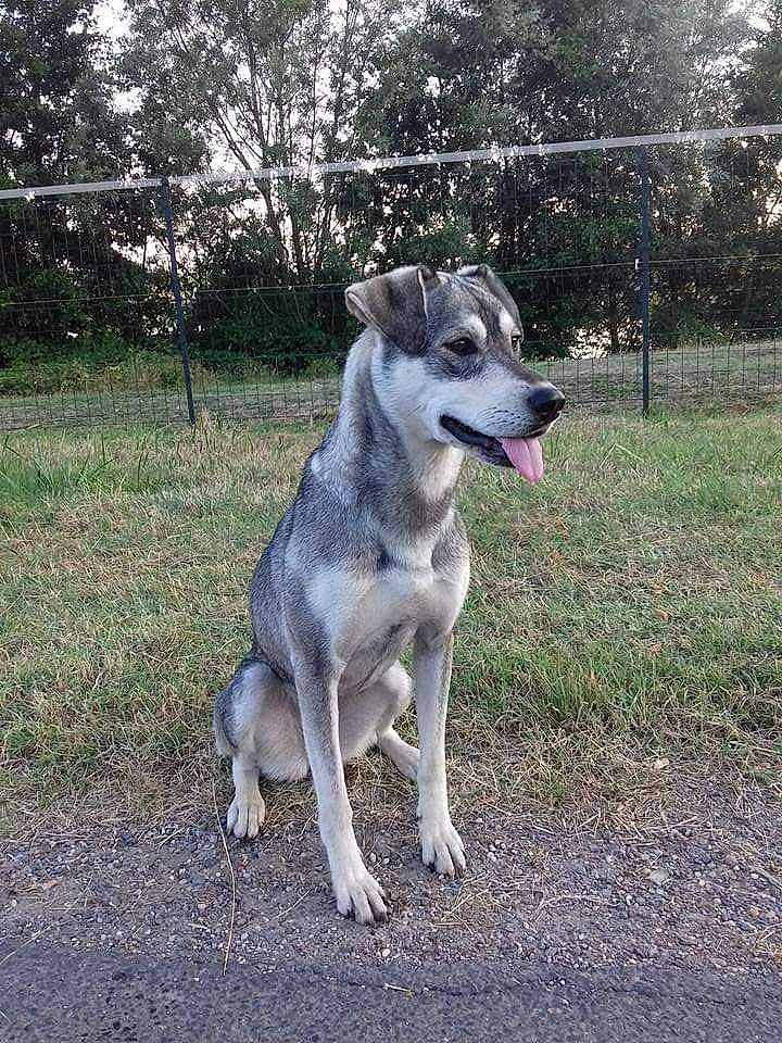 Laïka a rejoint le concours — aidez-le/la à gagner de superbes lots ! canidae, carnivore, companion_dog, dog, dog_breed, grass, non_sporting_group, plant, snout, sporting_group, tail, terrestrial_animal, tree, working_animal, working_dog