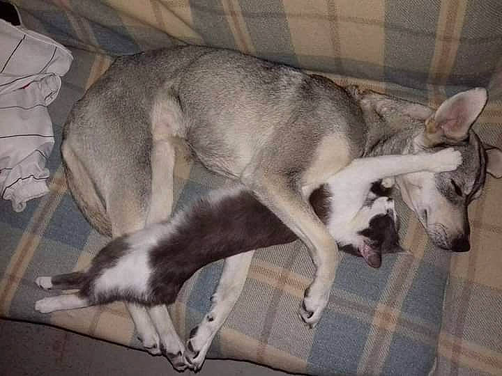 Laïka participe au concours pour gagner de l'argent avec cette photo : canidae, carnivore, comfort, companion_dog, dog, dog_breed, fawn, flooring, fur, grey, non_sporting_group, pattern, paw, plaid, snout, sporting_group, tail, tartan, terrestrial_animal, working_animal