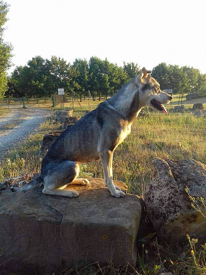 Laïka participe au concours pour gagner de l'argent avec cette photo : carnivore, dog, dog_breed, fawn, grass, landscape, plant, rock, sky, soil, sporting_group, tail, terrestrial_animal, tree, trunk, working_dog