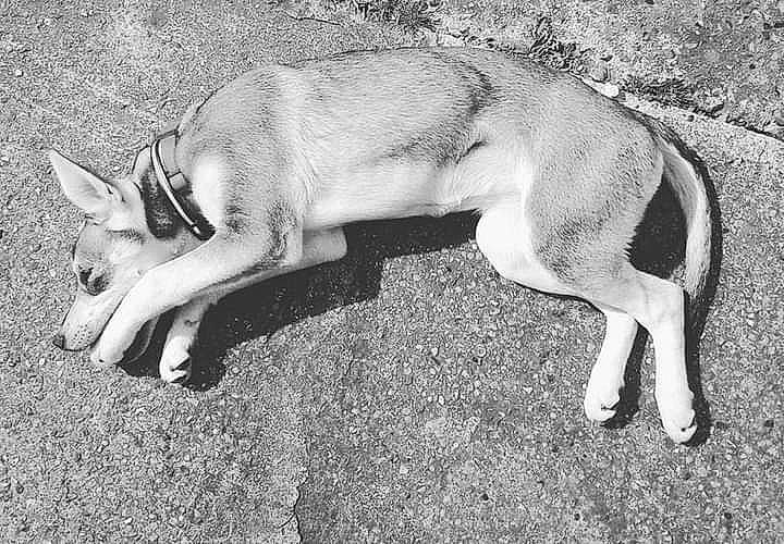 Laïka a rejoint le concours — aidez-le/la à gagner de superbes lots ! canidae, carnivore, comfort, companion_dog, dog, dog_breed, fawn, felidae, grass, monochrome, monochrome_photography, non_sporting_group, paw, small_to_medium_sized_cats, snout, sporting_group, tail, terrestrial_animal, wildlife, working_animal