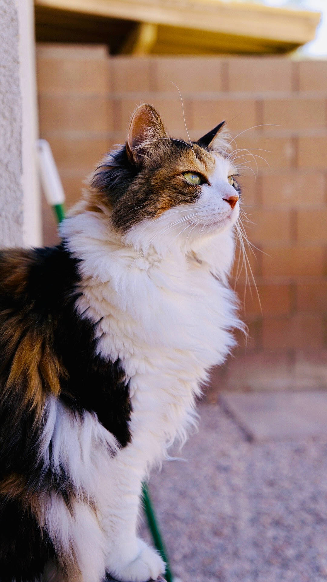 Momo joined the competition — help win amazing prizes! carnivore, cat, claw, domestic_short_haired_cat, eye, fawn, felidae, fur, grass, iris, plant, sitting, small_to_medium_sized_cats, snout, street, tail, terrestrial_animal, tree, whiskers, window