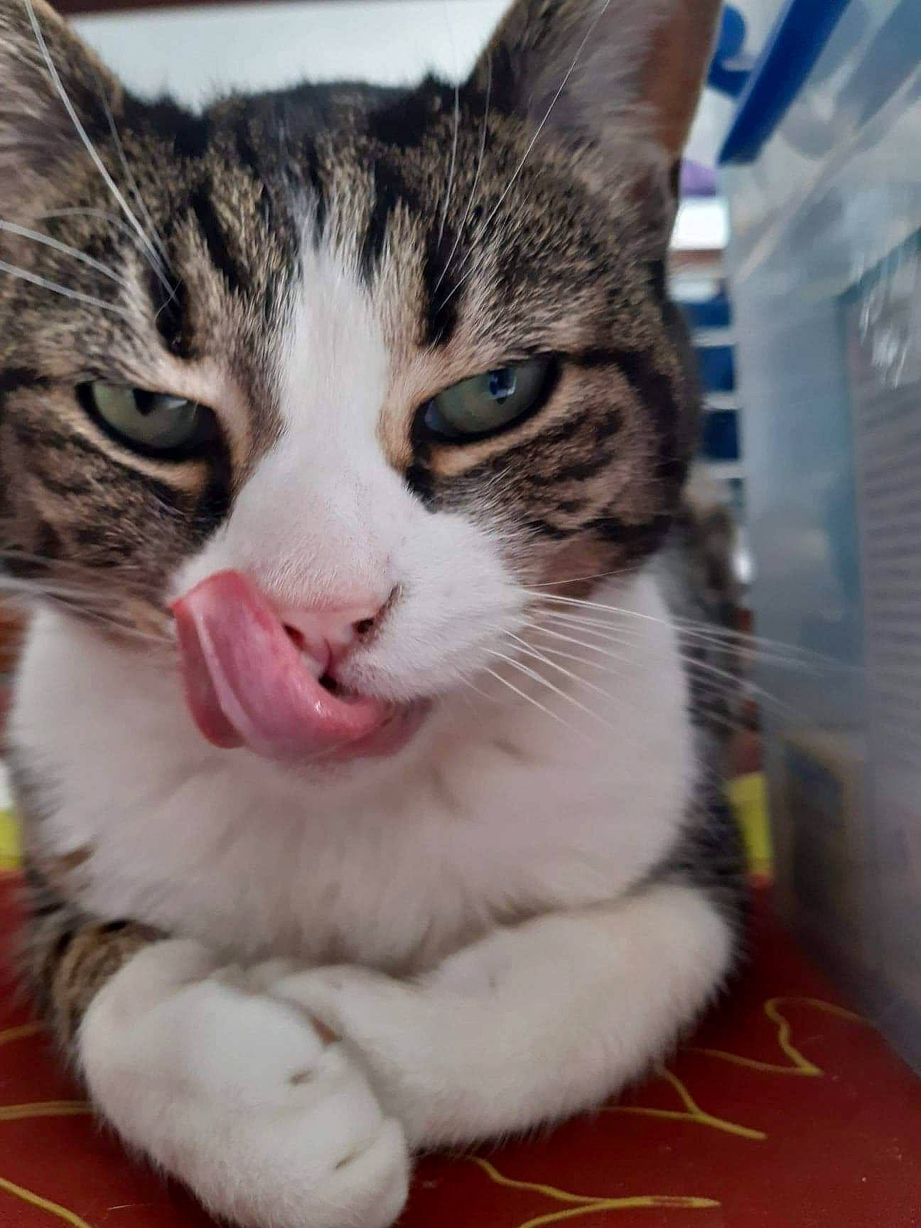 Kiki participe au concours pour gagner de l'argent avec cette photo : carnivore, cat, claw, domestic_short_haired_cat, eye, felidae, foot, fur, grass, head, iris, paw, small_to_medium_sized_cats, snout, tail, terrestrial_animal, tree, whiskers, window