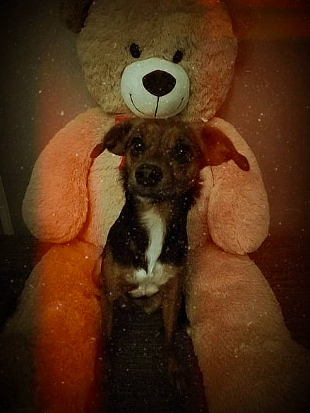 Câline participe au concours pour gagner de l'argent avec cette photo : canidae, headgear, stuffed_toy, teddy_bear, toy