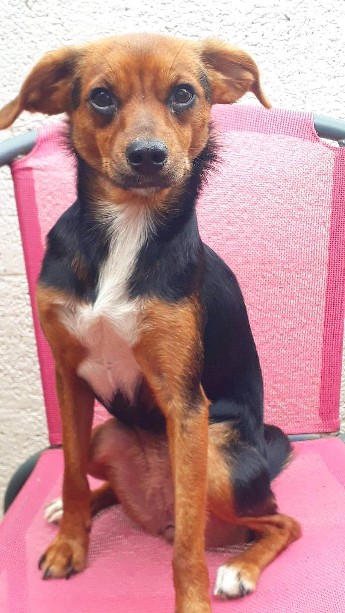 Câline a rejoint le concours — aidez-le/la à gagner de superbes lots ! black_and_tan_terrier, canidae, carlin_pinscher, carnivore, companion_dog, dog, dog_breed, fawn, german_pinscher, mammal, miniature_pinscher, pinscher, prazsky_krysarik, puppy, rare_breed_dog, russkiy_toy, snout, sporting_group, toy_dog, vertebrate