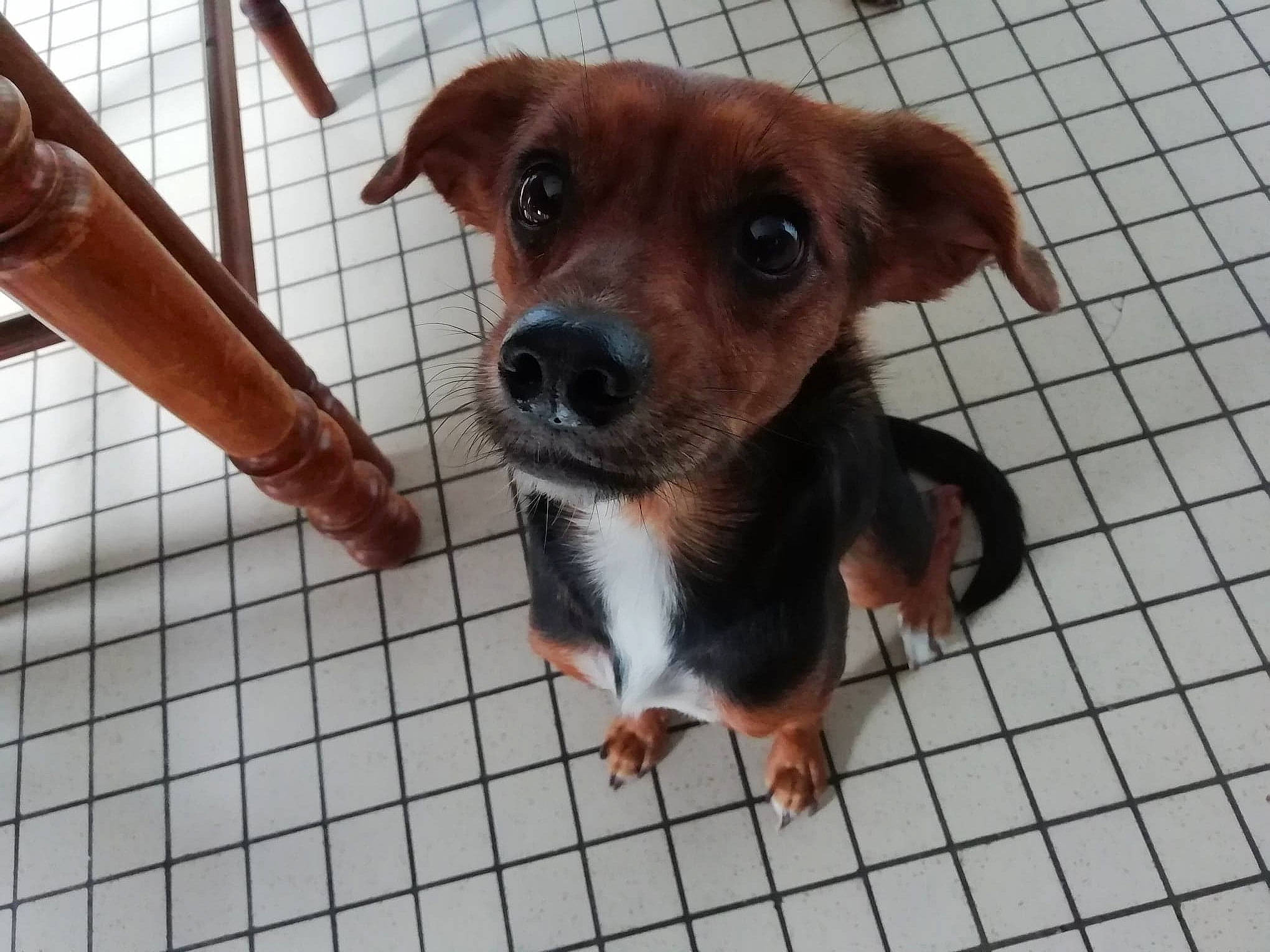 Câline participe au concours pour gagner de l'argent avec cette photo : animal_shelter, canidae, carnivore, companion_dog, dachshund, dog, dog_breed, german_pinscher, mammal, miniature_pinscher, nose, pinscher, puppy, skin, snout, sporting_group, street_dog, toy_dog