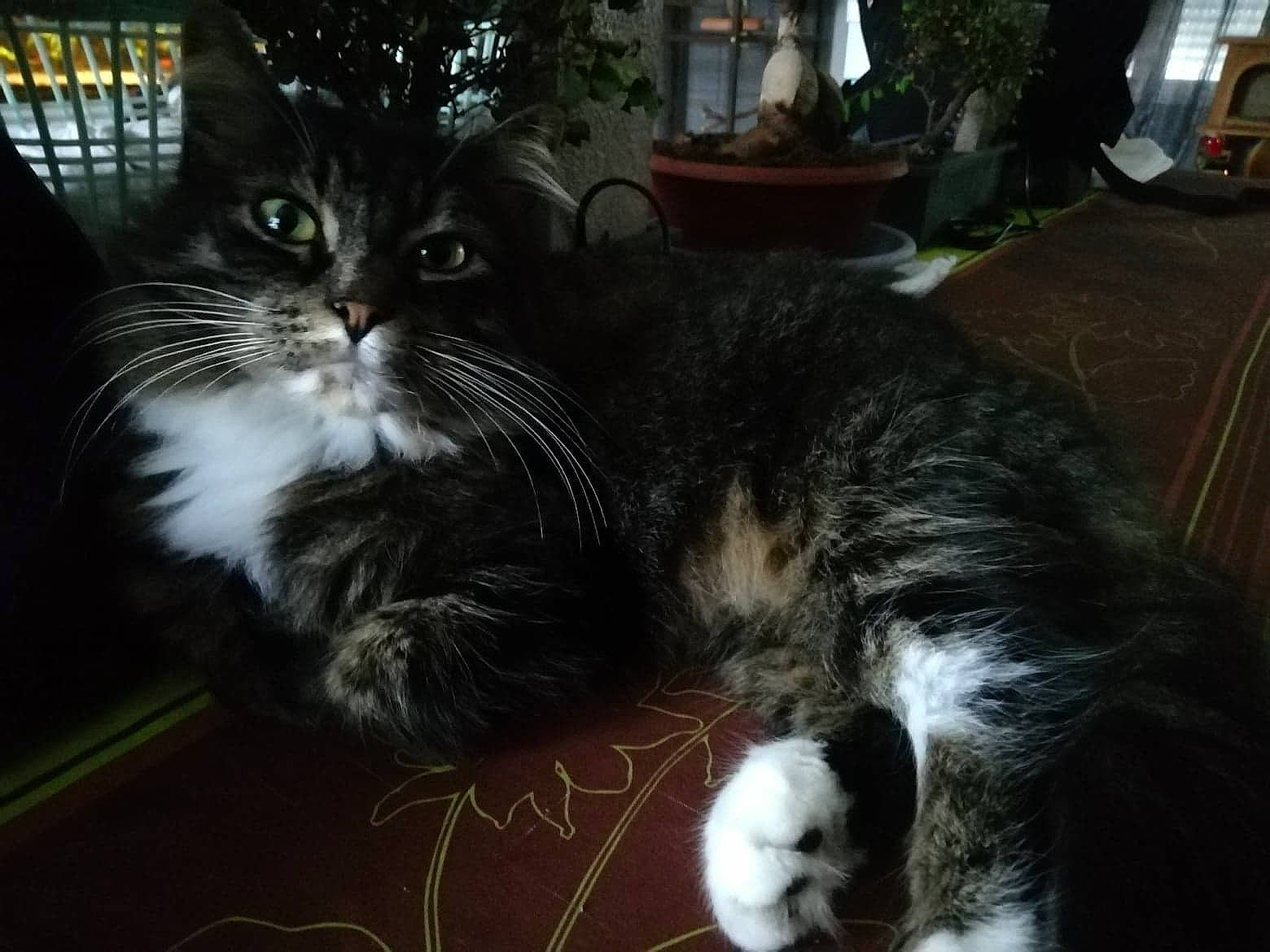 Luna participe au concours pour gagner de l'argent avec cette photo : american_curl, american_wirehair, asian, carnivore, cat, cymric, domestic_long_haired_cat, domestic_short_haired_cat, european_shorthair, felidae, fur, maine_coon, mammal, norwegian_forest_cat, polydactyl_cat, siberian, small_to_medium_sized_cats, snout, tabby_cat, whiskers