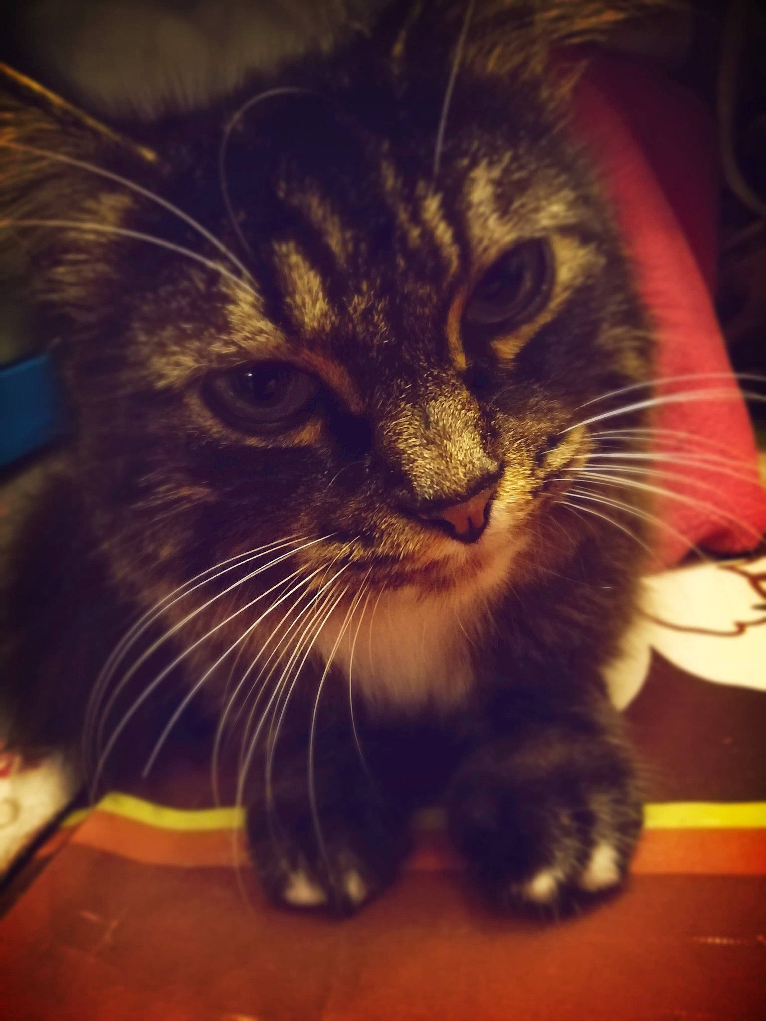 Luna a rejoint le concours — aidez-le/la à gagner de superbes lots ! american_curl, asian, carnivore, cat, domestic_short_haired_cat, ear, european_shorthair, eye, felidae, fur, kitten, norwegian_forest_cat, nose, photography, sky, small_to_medium_sized_cats, snapshot, snout, tabby_cat, whiskers