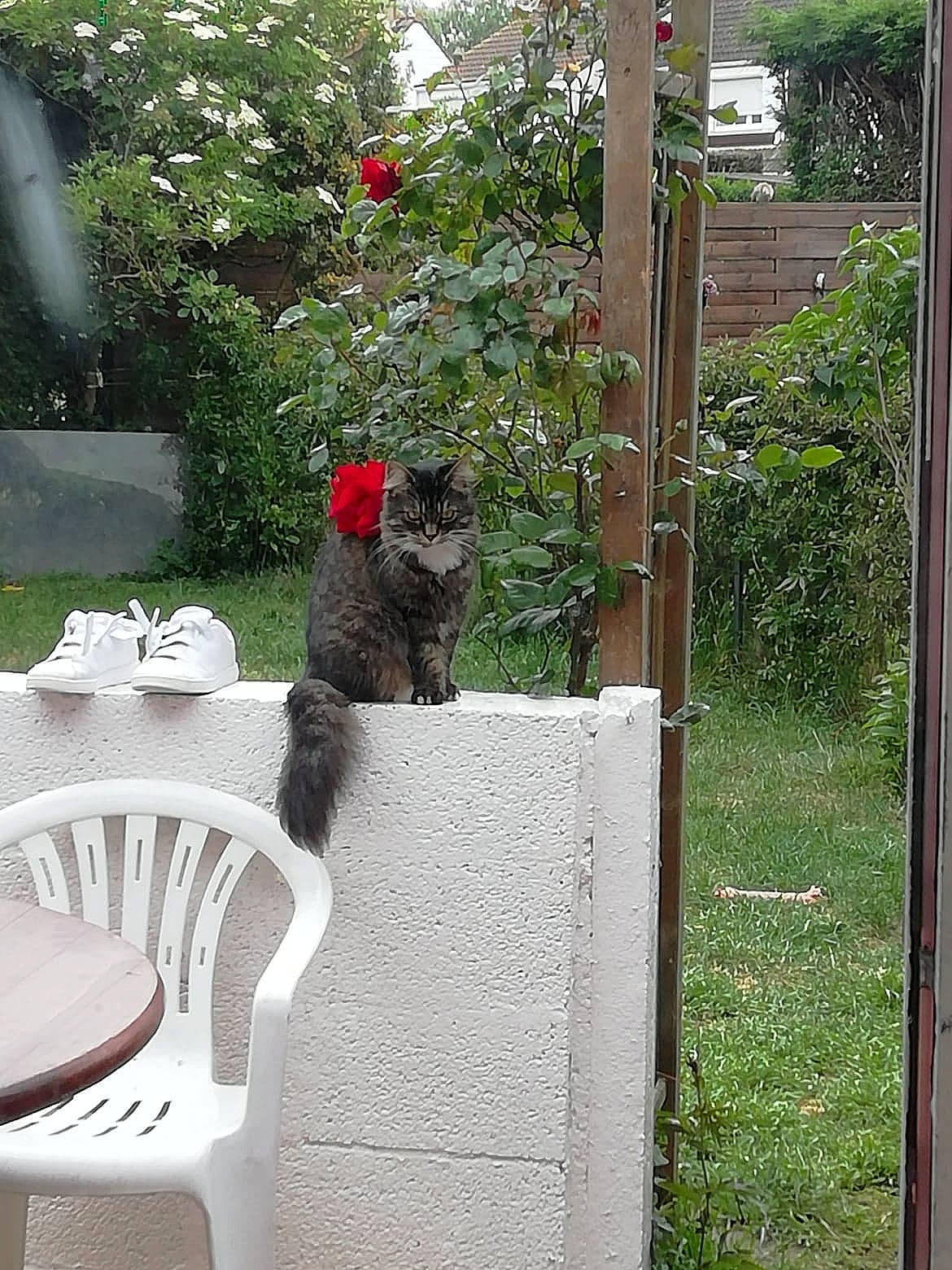 Luna a rejoint le concours — aidez-le/la à gagner de superbes lots ! backyard, cat, chartreux, felidae, home, plant, small_to_medium_sized_cats, tail