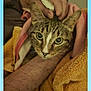 cat, tabby, towel, hand, petting, cozy, indoor, closeup, animal, fur, face, eyes, cute, comfort, resting, warm, snug, person, arm, skin