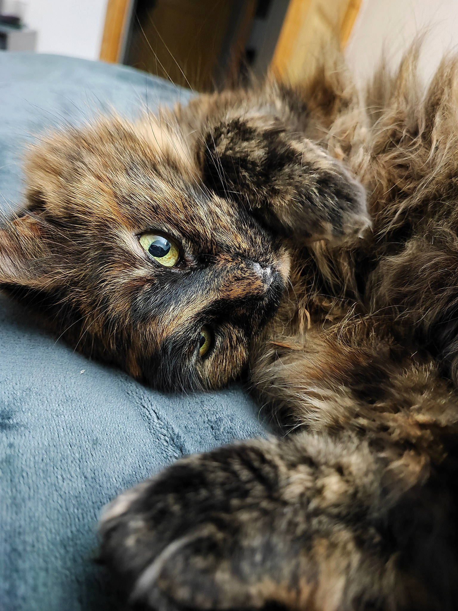 Mimoune a rejoint le concours — aidez-le/la à gagner de superbes lots ! carnivore, cat, claw, close_up, comfort, domestic_short_haired_cat, felidae, fur, grey, paw, small_to_medium_sized_cats, snout, terrestrial_animal, whiskers, wildlife