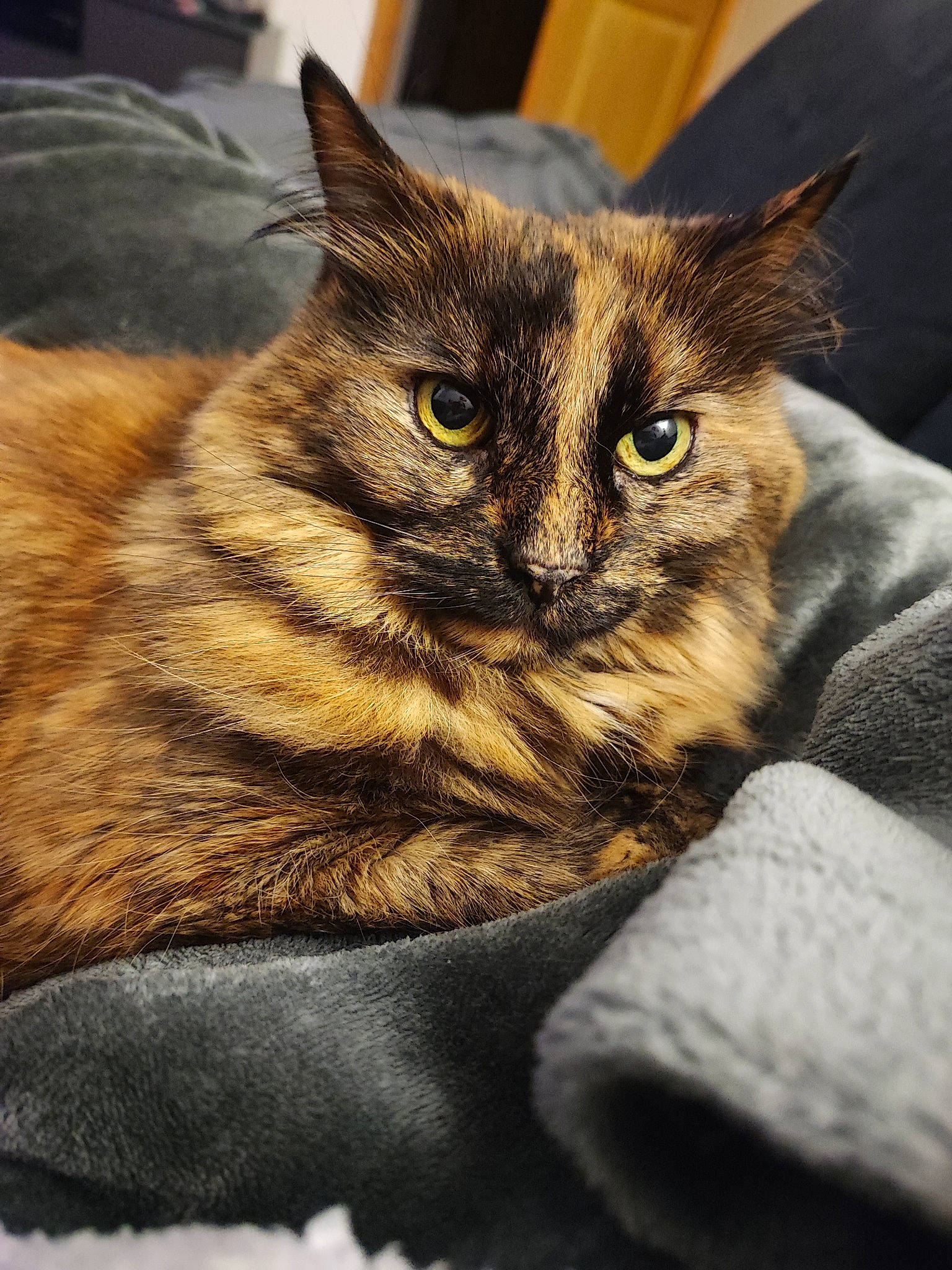 Mimoune a rejoint le concours — aidez-le/la à gagner de superbes lots ! carnivore, cat, chair, claw, comfort, domestic_short_haired_cat, eye, felidae, fur, grey, paw, small_to_medium_sized_cats, snout, tail, terrestrial_animal, whiskers, wildlife