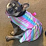 animal, canine, carpet, clothing, colorful, cute, dog, domestic, dress, ears_up, french_bulldog, happy, indoor, looking_back, pet, playful, sitting, smiling, striped, tongue_out