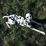 Iago participe au concours pour gagner de l'argent avec cette photo : dalmatian, dog, animal, pet, grass, outdoor, sunlight, spotted, laying, relaxed, canine, nature, mammal, black_and_white, fur, collar, summer, daylight, portrait, friendly