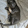 kitten, gray_cat, toy_mouse, fluffy_blanket, playful, cute, pet, feline, paw, whiskers, indoor, cozy, resting, fur, small, animal, sleepy, domestic_cat, curious, lying_down