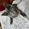 cat, kitten, gray_cat, pet, animal, cute, fluffy, blanket, indoor, cozy, furniture, cushion, green_eyes, relaxing, portrait, looking_at_camera, soft_texture, home, comfort, young_animal