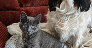 Elio participe au concours pour gagner de l'argent avec cette photo : kitten, dog, pet, gray_cat, long_hair_dog, blanket, couch, indoor, cozy, fur, animal, companion, cute, curious, sitting, facing_camera, domestic, resting, young_animal, friendly