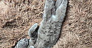 Elio participe au concours pour gagner de l'argent avec cette photo : animal, beige, cat, comfortable, cozy, cute, domestic_cat, fluffy, fur, gray_cat, indoor, laying_down, paws, pet, relaxed, resting, shaggy_rug, sleeping, soft_texture, whiskers
