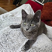 Elio a rejoint le concours — aidez-le/la à gagner de superbes lots ! kitten, gray_cat, pet, indoor, blanket, fluffy, texture, couch, red_couch, wooden_floor, curious, animal, feline, young_cat, relaxation, close_up, green_eyes, soft_lighting, domestic_animal, cozy