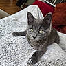 kitten, gray_cat, pet, indoor, blanket, fluffy, texture, couch, red_couch, wooden_floor, curious, animal, feline, young_cat, relaxation, close_up, green_eyes, soft_lighting, domestic_animal, cozy