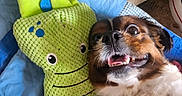 Nala participe au concours pour gagner de l'argent avec cette photo : dog, plush_toy, quilt, knitted, green, blue, brown, white, face, smiling, pet, cute, indoor, fabric, toy, lying_down, closeup, happy, cozy, playful