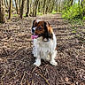 dog, animal, canine, forest, trail, trees, nature, outdoor, pet, happy, tongue_out, brown, white, fur, sitting, sunlight, greenery, woodland, daytime, path