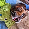 dog, pet, smiling, lying_down, plush_toy, green, knitted, octopus, bed, bedding, blue, brown, white, fur, happy, tongue_out, close_up, indoor, cozy, cute