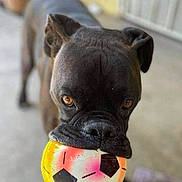 Brady is registered to the contest to win money with this photo: animal, background_blur, black_dog, canine, close_up, concrete, dog, ears, expression, eyes, focused, fur, mouth, nose, outdoor, pet, playful, soccer_ball, standing, toy