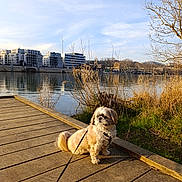 Moka a rejoint le concours — aidez-le/la à gagner de superbes lots ! animal, building, calm, cloud, daylight, dog, dry_plants, grass, leash, nature, outdoor, pet, reflection, river, scenic, sky, sunlight, tree, water, wooden_dock