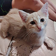 Minet participe au concours pour gagner de l'argent avec cette photo : adorable, animal, blue_eyes, cat, close_up, companion_animal, cream_fur, cuddling, ears, fur, human_hand, indoor, kitten, looking_at_camera, pet, portrait, sitting, soft_lighting, whiskers, wide_eyes