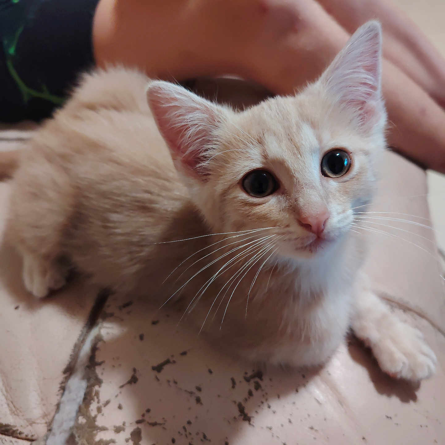 Minet