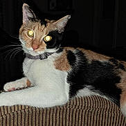 Ami Sherrod is registered to the contest to win money with this photo: animal, black, brown, calico, cat, collar, couch, eyes, feline, flash, fur, indoor, orange, pet, portrait, relaxed, resting, texture, whiskers, white