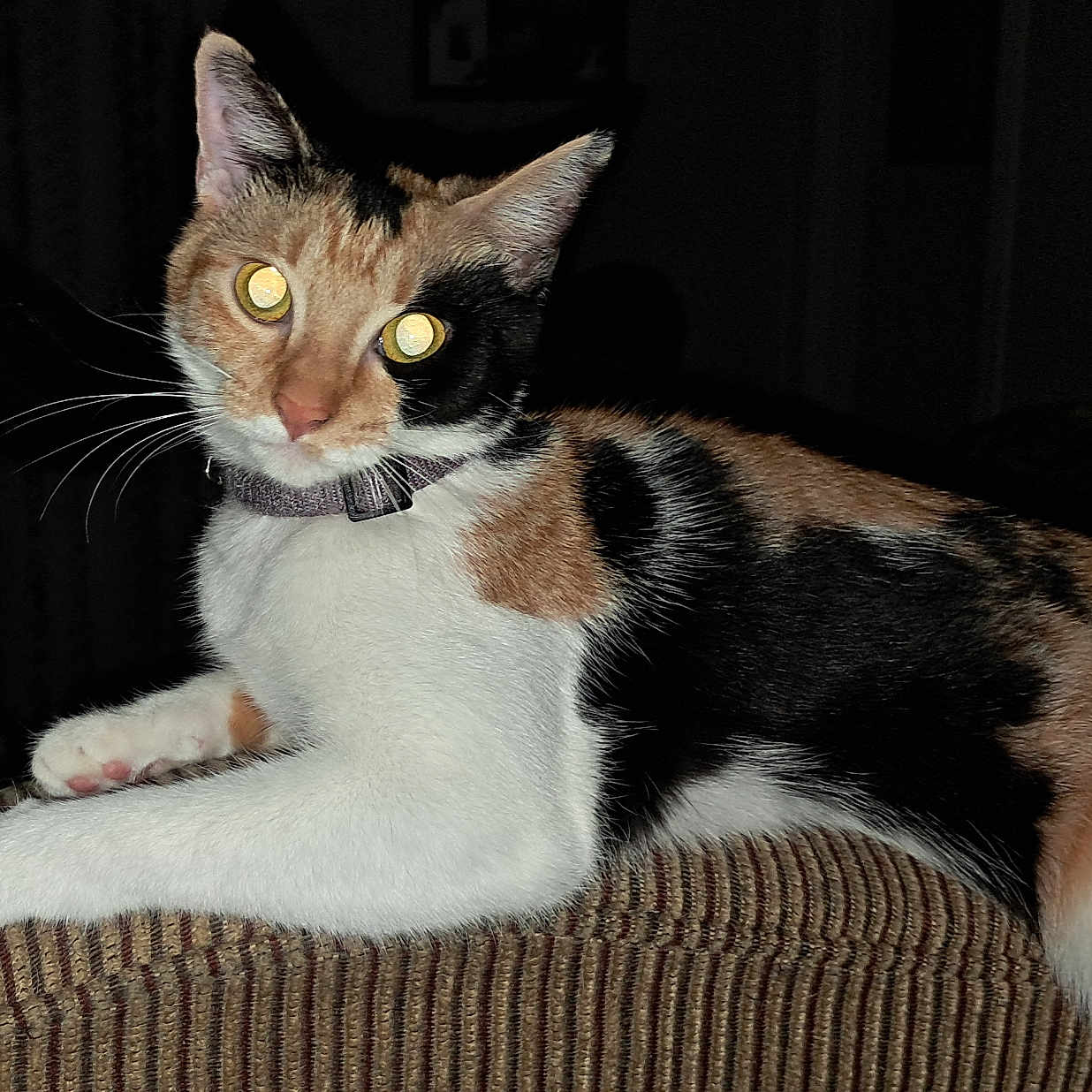 Ami Sherrod is registered to the contest to win money with this photo: animal, black, brown, calico, cat, collar, couch, eyes, feline, flash, fur, indoor, orange, pet, portrait, relaxed, resting, texture, whiskers, white