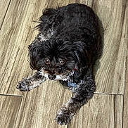 Cocobear joined the competition — help win amazing prizes! dog, pet, indoor, wooden_floor, collar, tag, black_fur, gray_fur, curious, cute, small_dog, animal, laying_down, looking_up, fur, ears, paws, domestic_animal, companion, fluffy