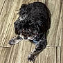 dog, pet, indoor, wooden_floor, collar, tag, black_fur, gray_fur, curious, cute, small_dog, animal, laying_down, looking_up, fur, ears, paws, domestic_animal, companion, fluffy