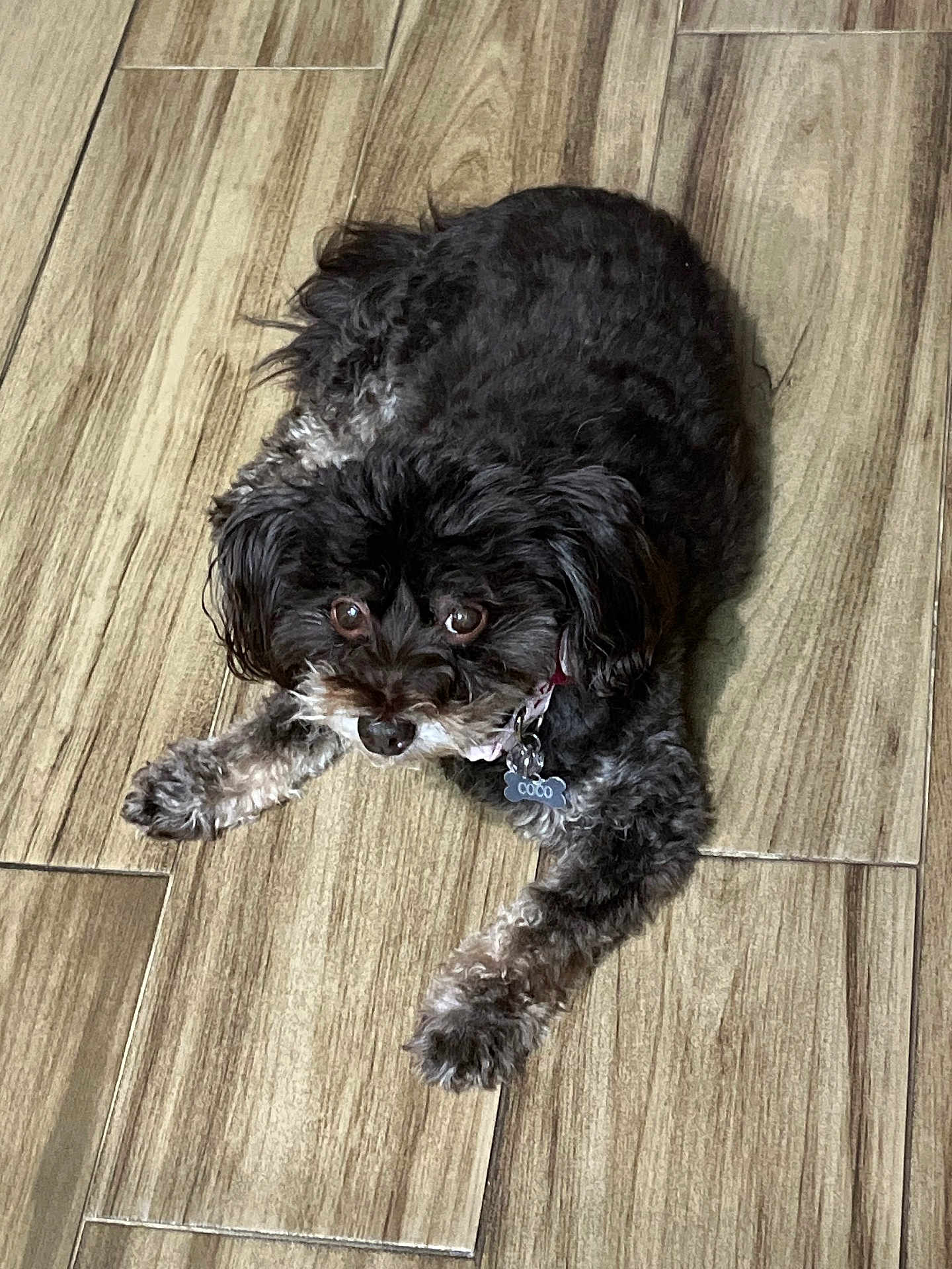 Cocobear joined the competition — help win amazing prizes! dog, pet, indoor, wooden_floor, collar, tag, black_fur, gray_fur, curious, cute, small_dog, animal, laying_down, looking_up, fur, ears, paws, domestic_animal, companion, fluffy