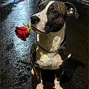 Leo Perez joined the competition — help win amazing prizes! dog, rose, rain, night, wet_street, animal, pet, black_and_white, chain_collar, closeup, portrait, outdoor, reflection, cute, flower, raindrops, street_lighting, sitting, romantic, text_overlay