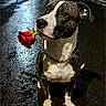 animal, black_and_white, chain_collar, closeup, cute, dog, flower, night, outdoor, pet, portrait, rain, raindrops, reflection, romantic, rose, sitting, street_lighting, text_overlay, wet_street