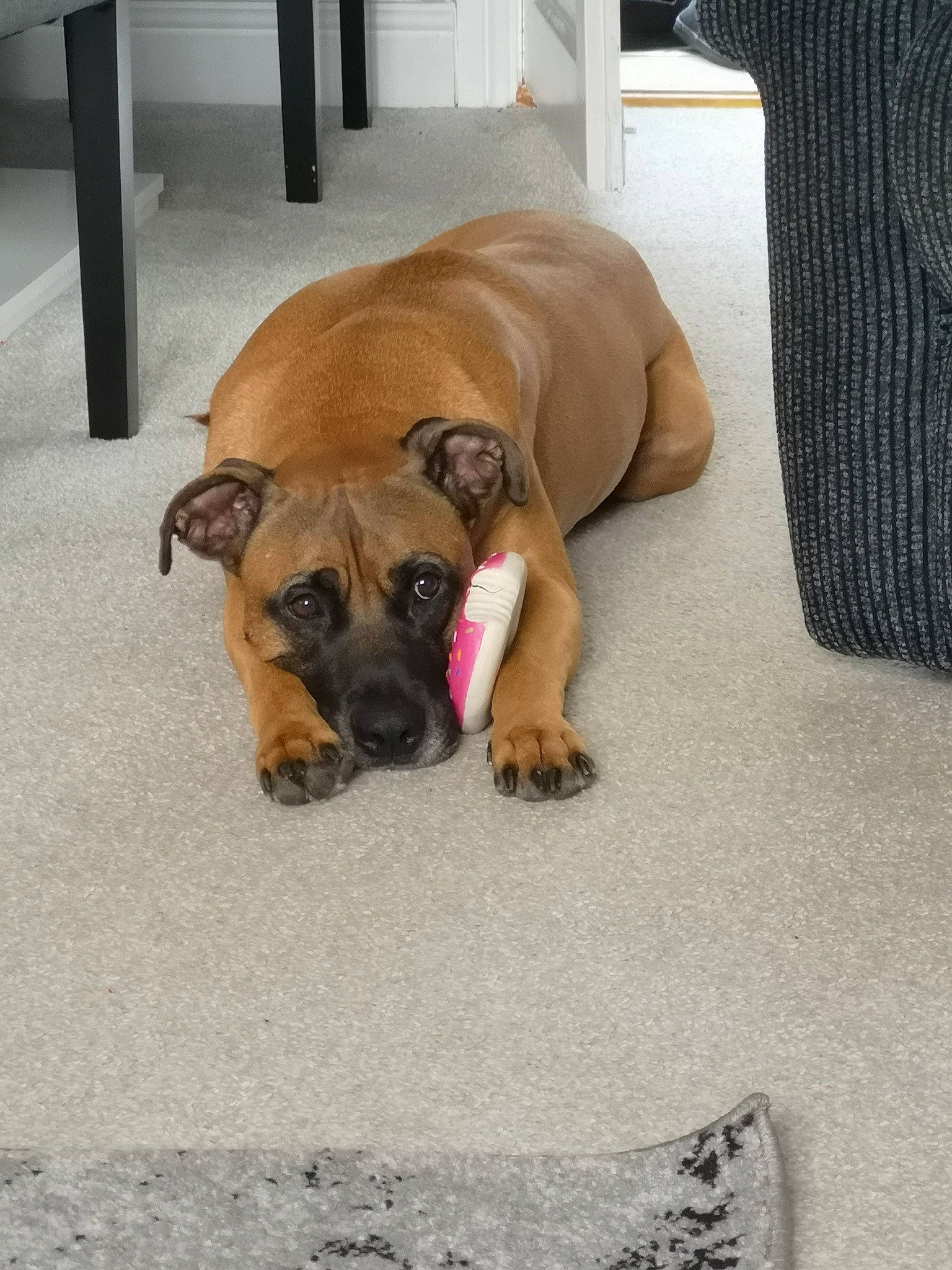 Odie joined the competition — help win amazing prizes! black_mouth_cur, boerboel, bullmastiff, canidae, carnivore, dog, dog_breed, english_mastiff, fawn, great_dane, guard_dog, mammal, non_sporting_group, perro_de_presa_mallorquin, puppy, snout, vertebrate, working_dog