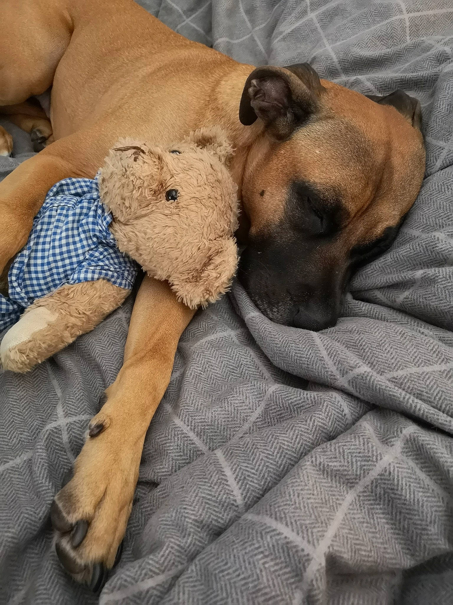 Odie joined the competition — help win amazing prizes! black_mouth_cur, boerboel, bullmastiff, canidae, carnivore, companion_dog, dog, dog_breed, fawn, great_dane, mammal, nap, non_sporting_group, perro_de_presa_mallorquin, puppy, puppy_love, rhodesian_ridgeback, snout, vertebrate