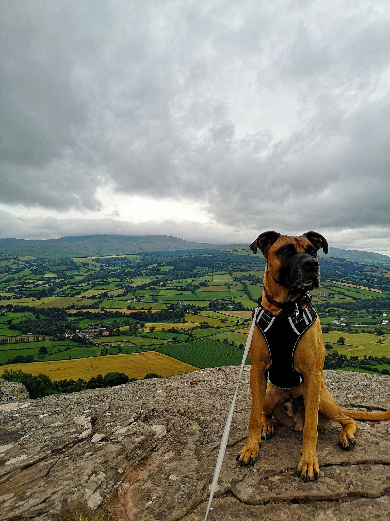 Odie joined the competition — help win amazing prizes! adventure, american_staffordshire_terrier, boxer, bullmastiff, canidae, carnivore, cloud, dog, dog_breed, dog_hiking, dog_walking, fawn, hill, hunting_dog, leash, mountain, rock, sky, sporting_group, walking