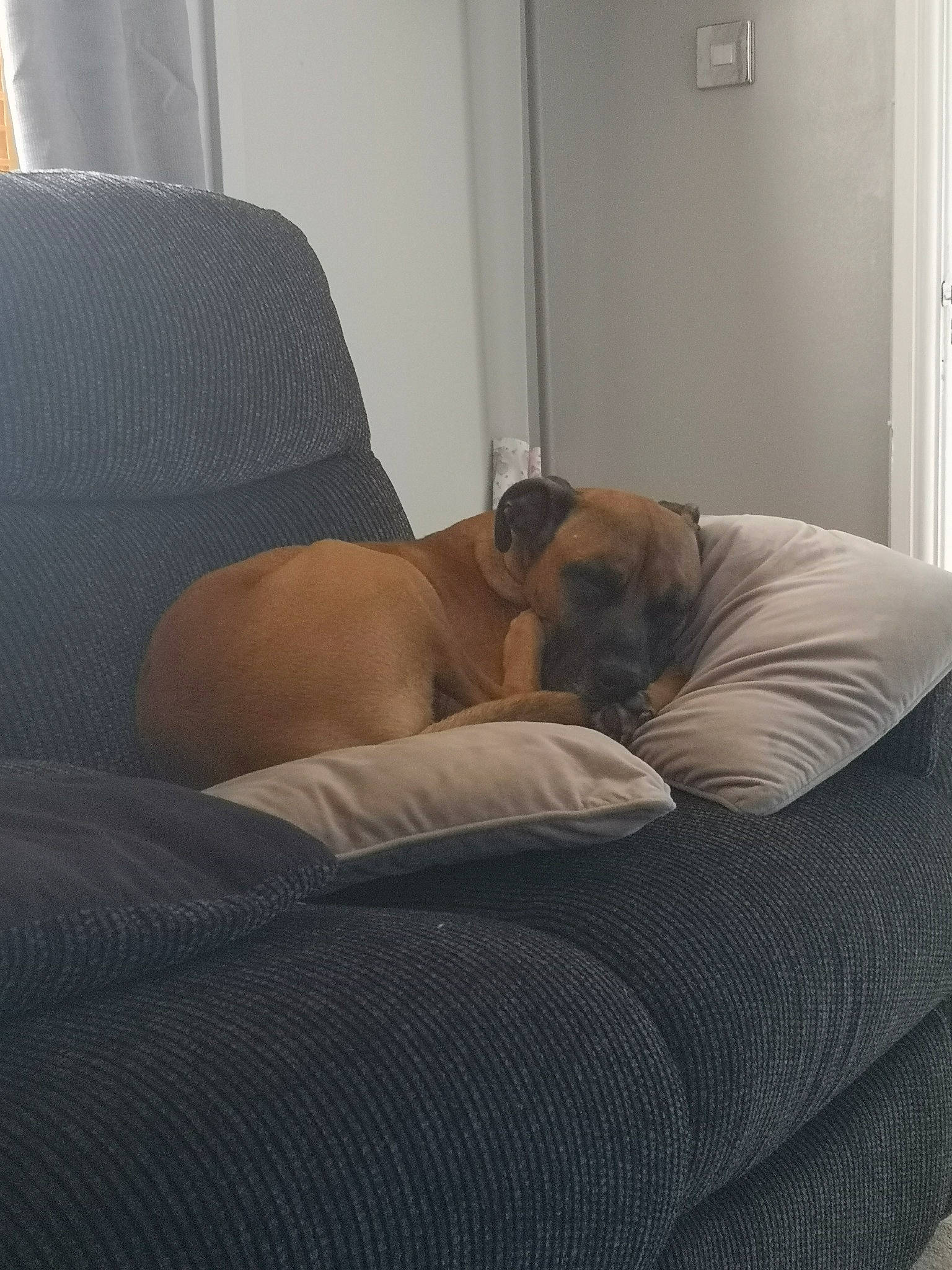 Odie is registered to the contest to win money with this photo: bed, bullmastiff, canidae, carnivore, comfort, companion_dog, couch, dog, dog_breed, fawn, furniture, guard_dog, leg, nap, non_sporting_group, puggle, puppy, room, sitting, sleep