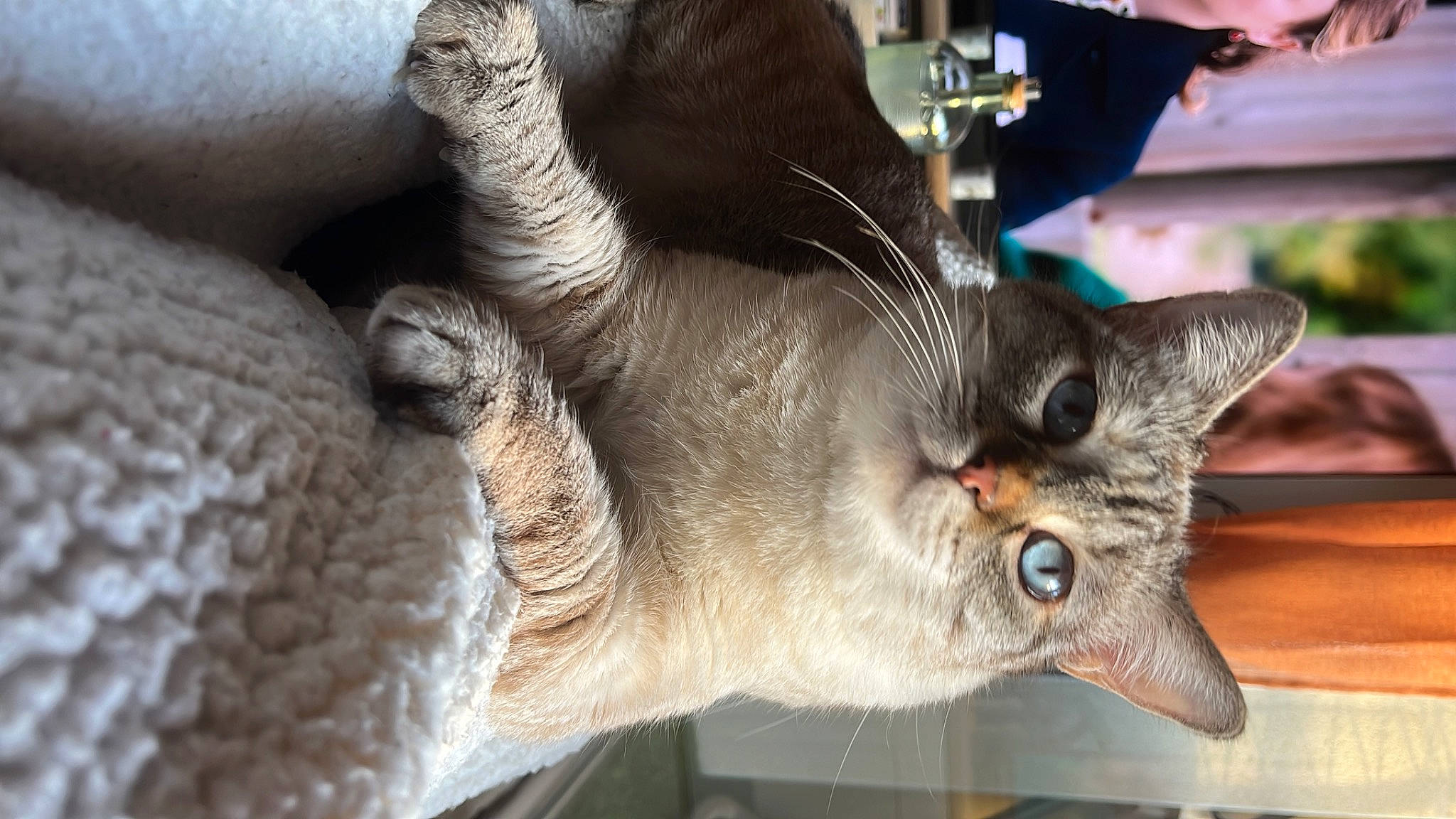 Eden participe au concours pour gagner de l'argent avec cette photo : carnivore, cat, claw, domestic_short_haired_cat, fang, felidae, fur, mammal, paw, photography, plant, small_to_medium_sized_cats, snout, tail, terrestrial_animal, vertebrate, whiskers, wildlife