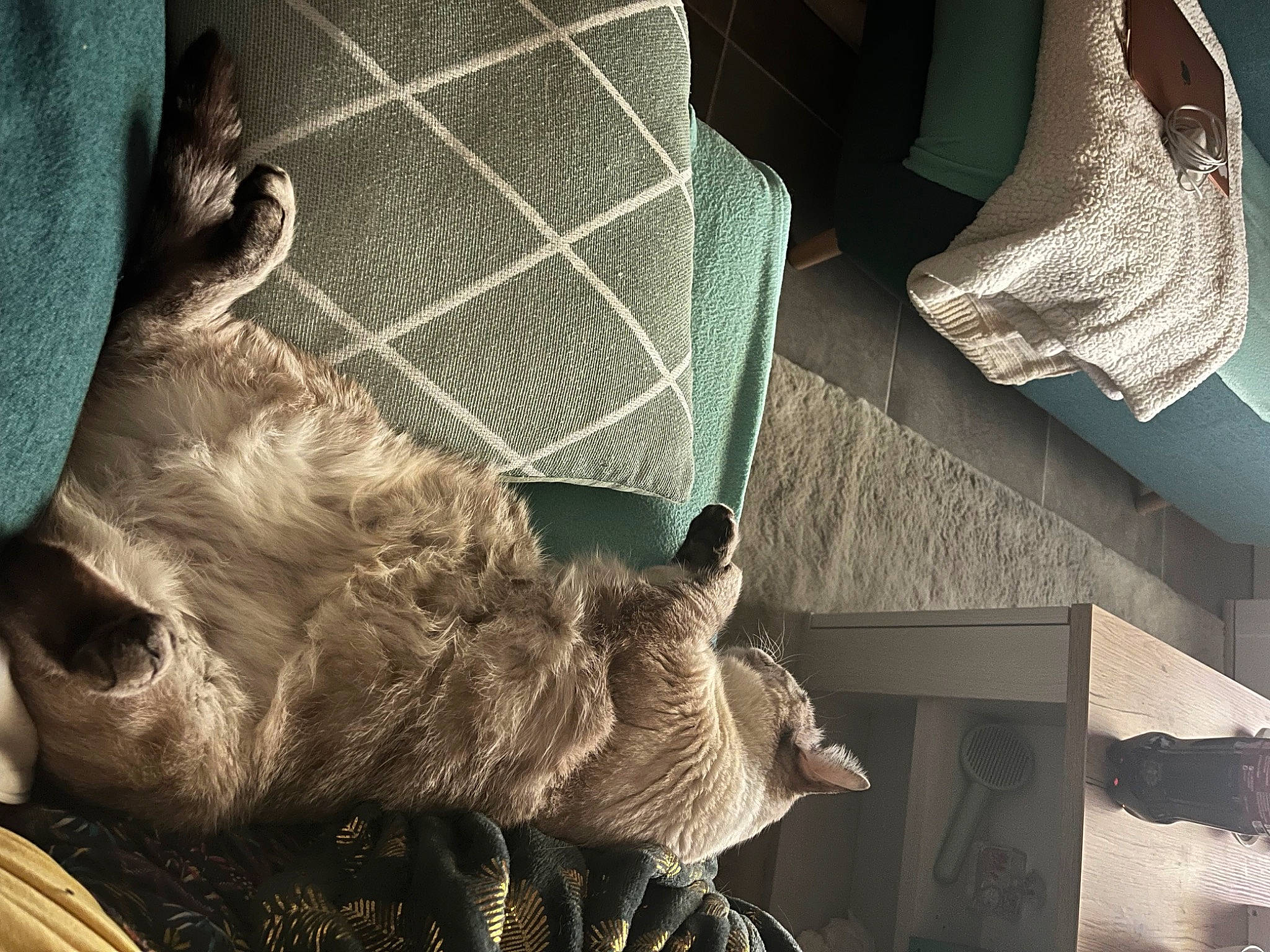 Eden a rejoint le concours — aidez-le/la à gagner de superbes lots ! black, canidae, carnivore, claw, comfort, companion_dog, felidae, fur, human_leg, linens, room, small_to_medium_sized_cats, snout, sporting_group, tail, tints_and_shades, toy, whiskers, wood, wrinkle