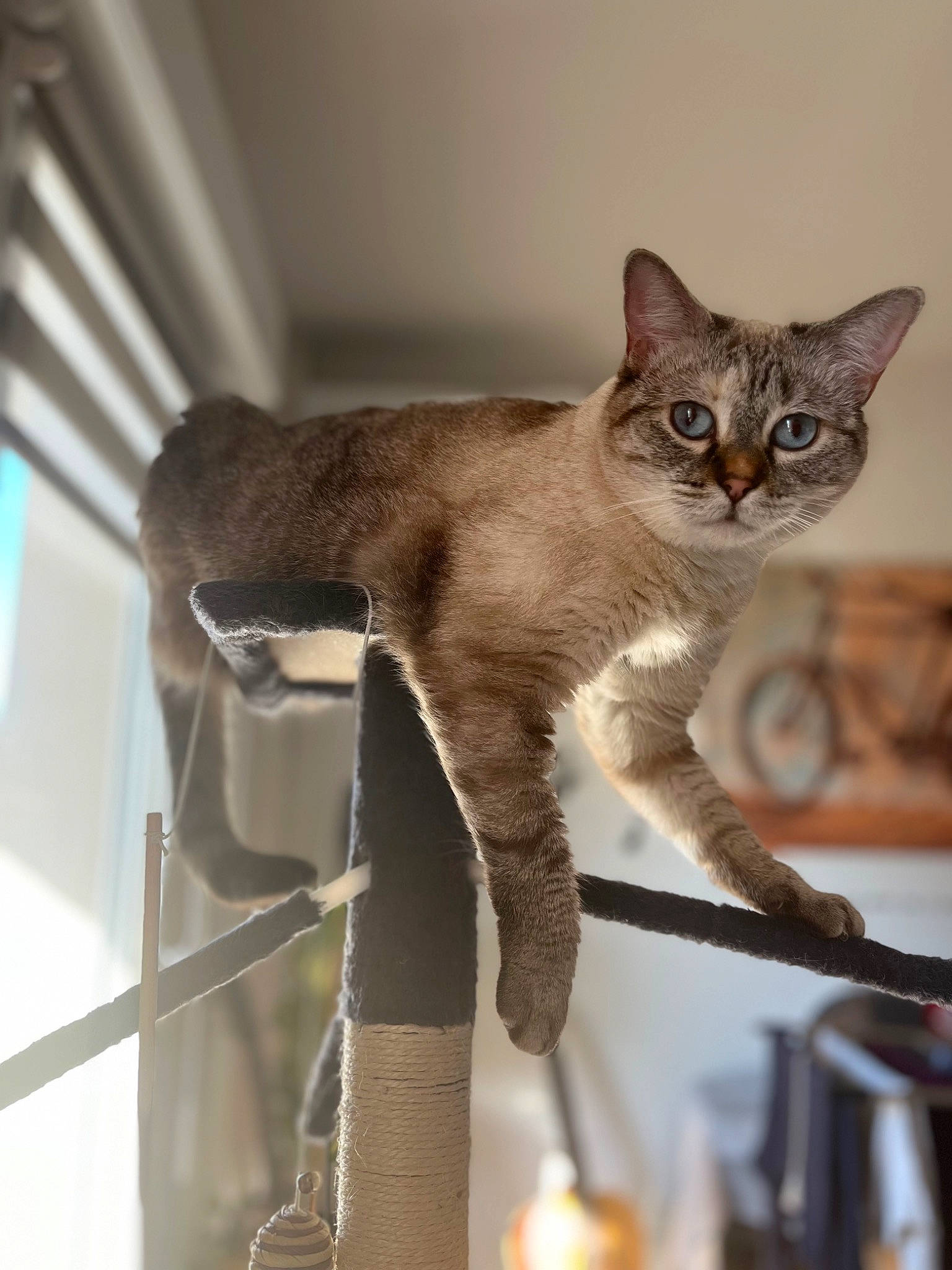 Eden participe au concours pour gagner de l'argent avec cette photo : carnivore, cat, cat_furniture, cat_supply, claw, domestic_short_haired_cat, fawn, felidae, fur, paw, pet_supply, small_to_medium_sized_cats, snout, tail, terrestrial_animal, whiskers