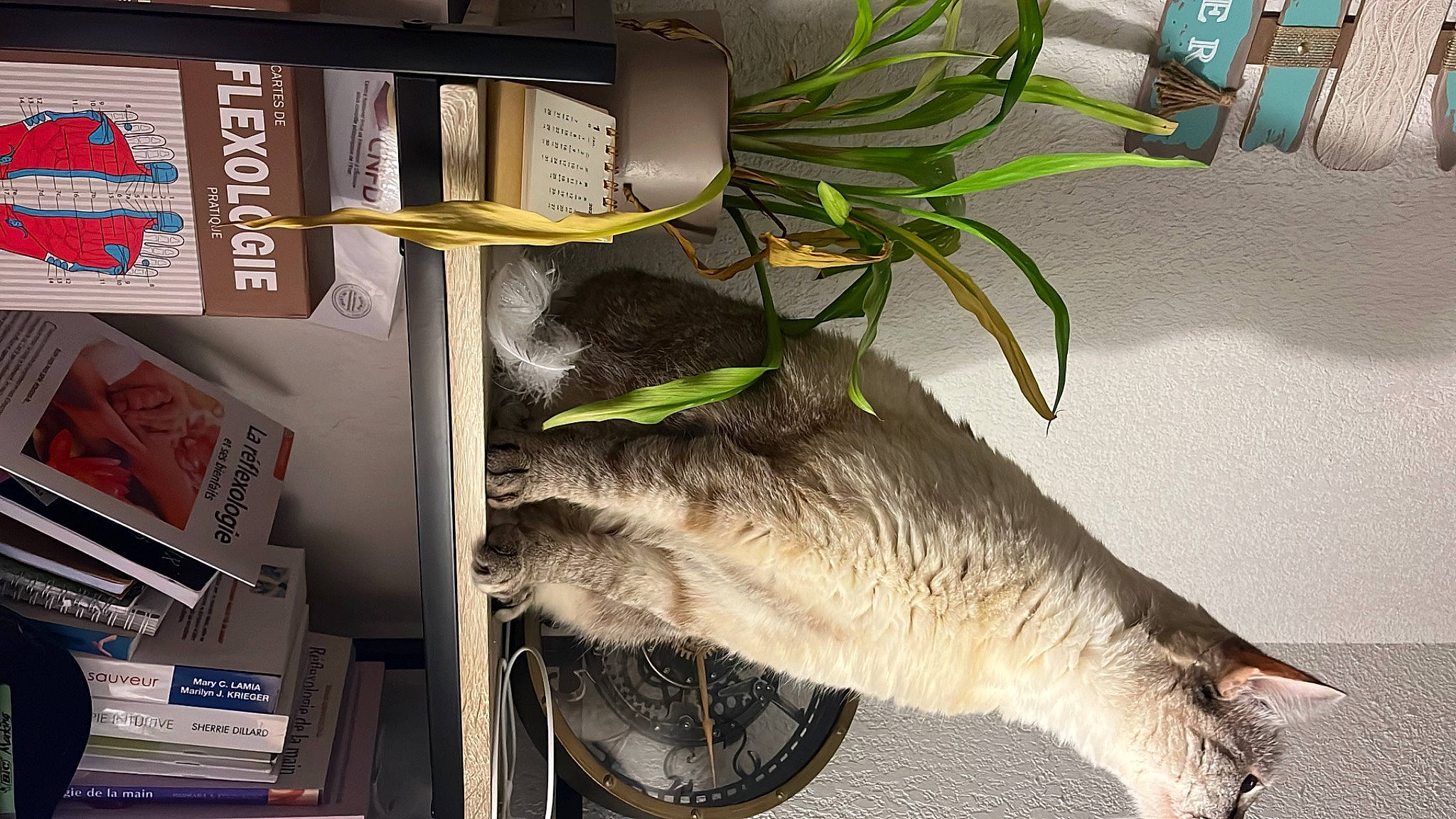 Eden a rejoint le concours — aidez-le/la à gagner de superbes lots ! canidae, carnivore, cat, domestic_short_haired_cat, felidae, fish, flowerpot, fur, houseplant, plant, publication, room, shelf, shelving, small_to_medium_sized_cats, tail, terrestrial_plant, whiskers