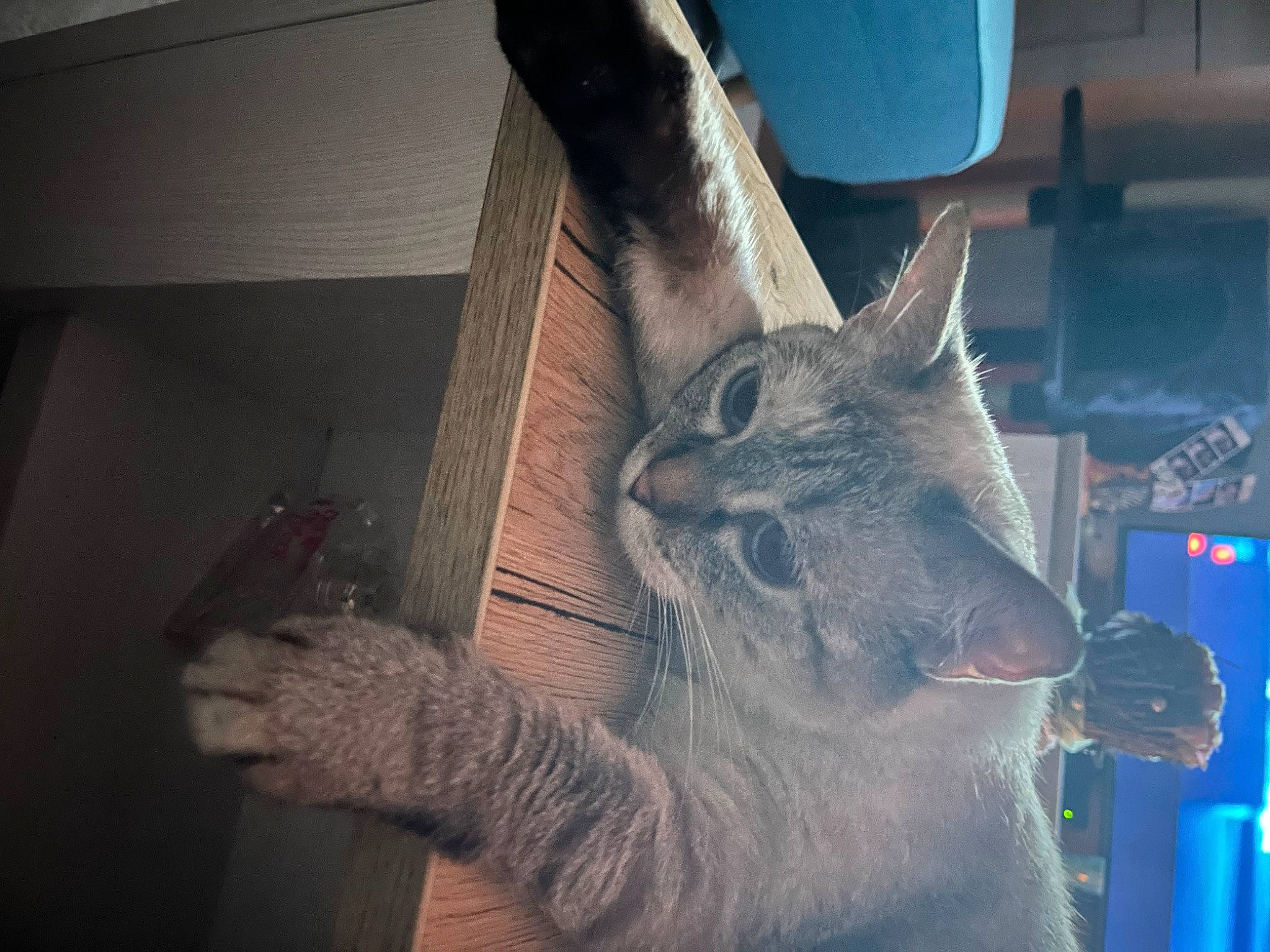 Eden participe au concours pour gagner de l'argent avec cette photo : carnivore, cat, darkness, electric_blue, felidae, fur, jaw, metal, small_to_medium_sized_cats, snout, tail, terrestrial_animal, visual_arts, whiskers, wildlife, window