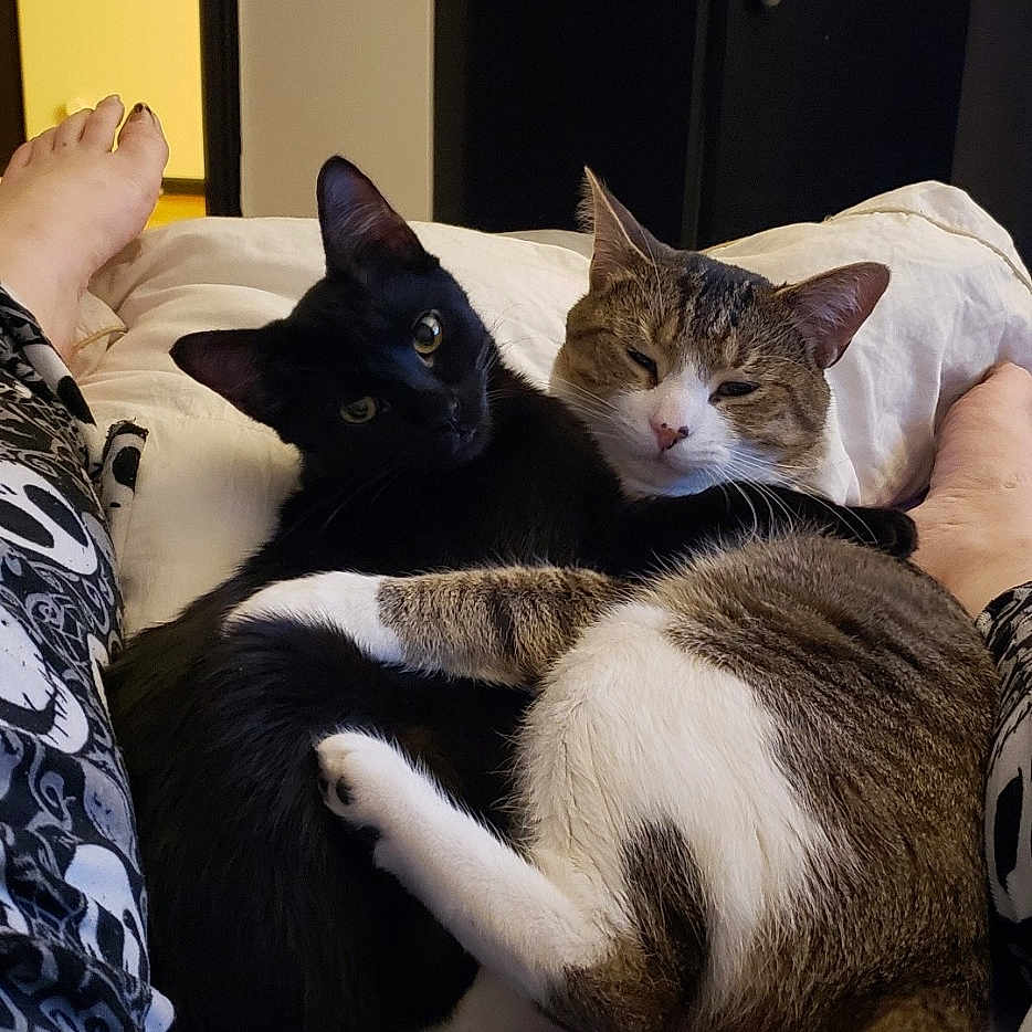 Merlin And Arthur joined the competition — help win amazing prizes! abyssinian, adult, animal, bed, bedroom, bodypart, cat, couch, cushion, female, finger, furniture, hand, homedecor, indoors, kitten, person, pet, room, woman